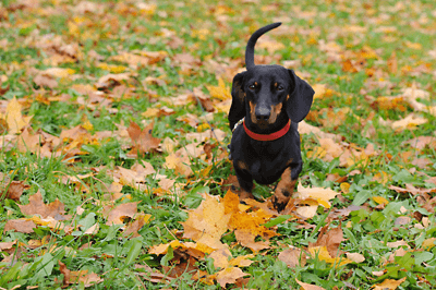 Dog in leaves