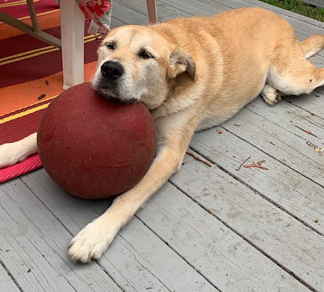 Dog Sleeping on Ball