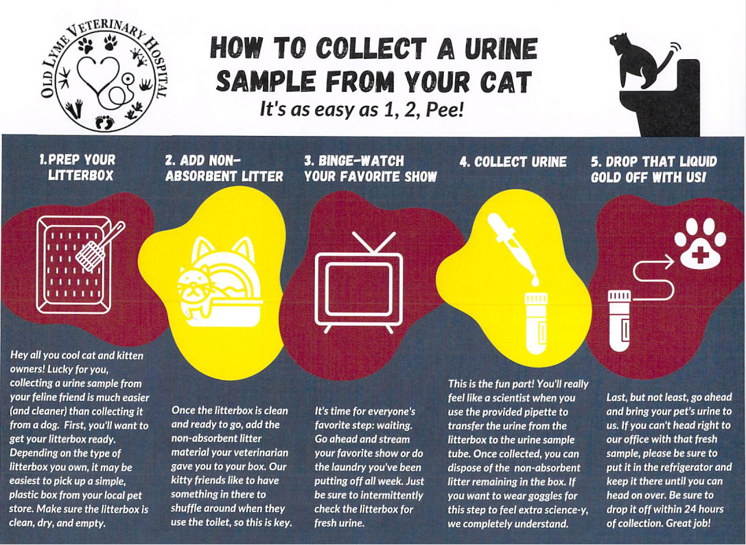 Cat Urine Collection Infographic