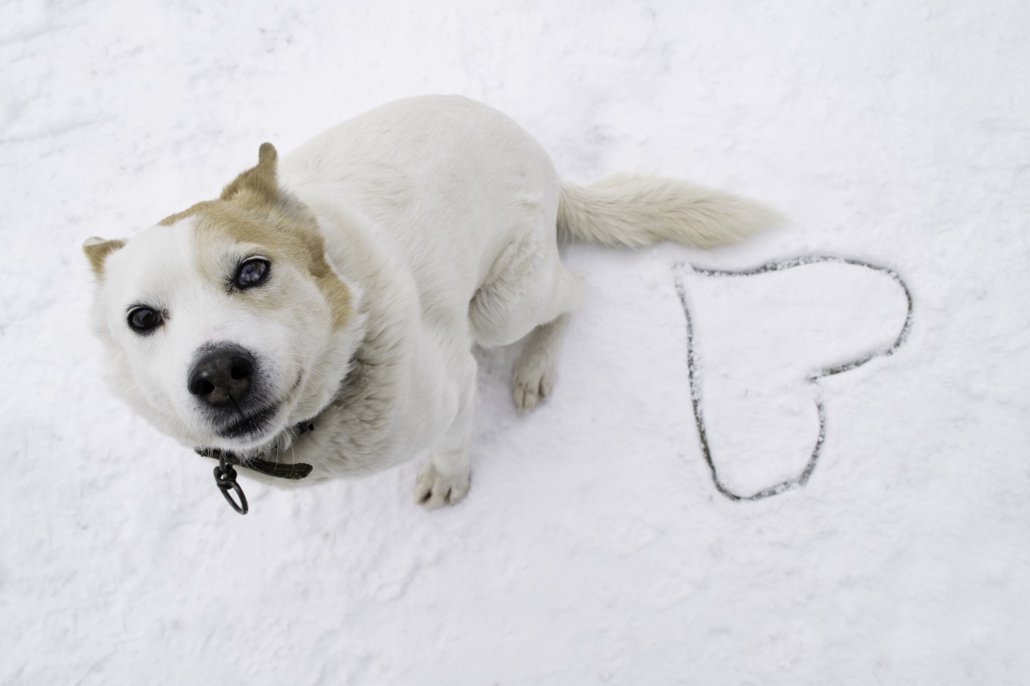 White dog in snow