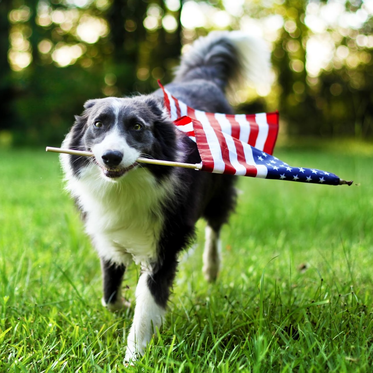 Summer Safety - Dog Running With American Flag
