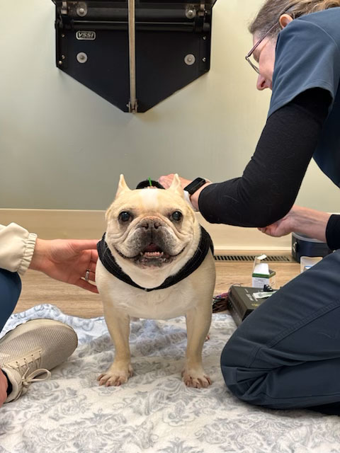 Dog getting Acupuncture
