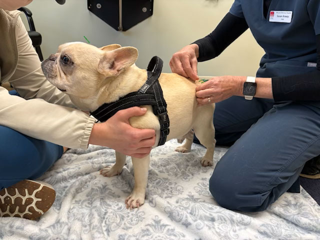 Dog getting Acupuncture