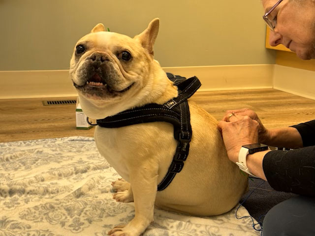 Dog getting Acupuncture